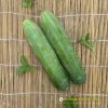 cucumber-f1-galaxy-116 - ảnh nhỏ 2