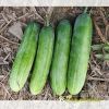cucumber-f1-galaxy-107 - ảnh nhỏ 2