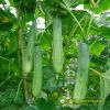 cucumber-f1-galaxy-107 - ảnh nhỏ 3
