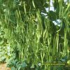 french-bean-tlp-68 - ảnh nhỏ 5