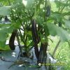 eggplant-f1-tlp-888 - ảnh nhỏ  1