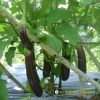 eggplant-f1-tlp-888 - ảnh nhỏ 2