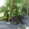 eggplant-f1-tlp-888 - ảnh nhỏ 3