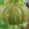 round-plate-pumpkin-f1-hoan-cau-36 - ảnh nhỏ 2