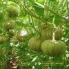 round-plate-pumpkin-f1-hoan-cau-36 - ảnh nhỏ 3