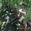 glutinous-f1-future-16 - ảnh nhỏ 4