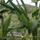 SWEET CORN F1 - SWEET 1