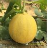 netting-melon-f1-honeydew-1 - ảnh nhỏ  1