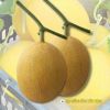 netting-melon-f1-honeydew-1 - ảnh nhỏ 2
