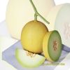 netting-melon-f1-honeydew-1 - ảnh nhỏ 4