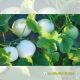 MELON F1 - SUGAR 01