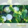 melon-f1-sugar-01 - ảnh nhỏ  1
