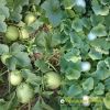 melon-f1-sugar-01 - ảnh nhỏ 2