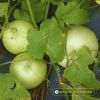 melon-f1-sugar-01 - ảnh nhỏ 4