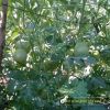 baby-watermelon-f1-hi-baby-136 - ảnh nhỏ  1
