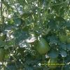 baby-watermelon-f1-hi-baby-136 - ảnh nhỏ 2
