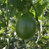 baby-watermelon-f1-hi-baby-136 - ảnh nhỏ 4