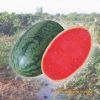 watermelon-f1-queen-58 - ảnh nhỏ  1