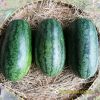 watermelon-f1-queen-58 - ảnh nhỏ 2