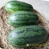 watermelon-f1-queen-58 - ảnh nhỏ 4
