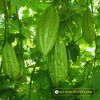 bitter-gourd-f1-tlp-913 - ảnh nhỏ  1