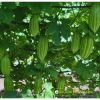 bitter-gourd-f1-tlp-913 - ảnh nhỏ 2