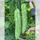 BITTER GOURD F1 - SUKHOI 32