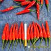 hot-chili-f1-ando-82 - ảnh nhỏ  1