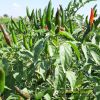 hot-chili-f1-ando-82 - ảnh nhỏ 2