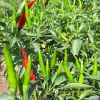 hot-chili-f1-ando-82 - ảnh nhỏ 3