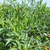 hot-chili-f1-ando-82 - ảnh nhỏ 4