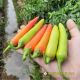 HOT PEPPER F1 - YELLOW HORN 12