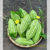 bitter-gourd-f1-tlp-922 - ảnh nhỏ  1