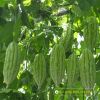 bitter-gourd-f1-tlp-922 - ảnh nhỏ 2