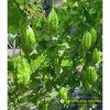bitter-gourd-f1-tlp-922 - ảnh nhỏ 3