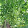 bitter-gourd-f1-tlp-922 - ảnh nhỏ 5