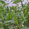 hot-chili-f1-red-sky-93 - ảnh nhỏ  1