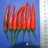 hot-chili-f1-red-sky-93 - ảnh nhỏ 2