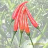hot-chili-f1-red-sky-93 - ảnh nhỏ 4