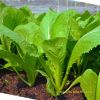 leaf-mustard-takumi-26 - ảnh nhỏ  1