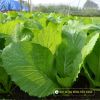 leaf-mustard-takumi-26 - ảnh nhỏ 2