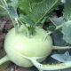 KOHLRABI F1 - SUPERB 32
