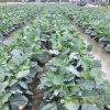 kohlrabi-f1-superb-32 - ảnh nhỏ 2