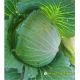 CABBAGE F1 - BLUE ROSE 346