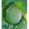cabbage-f1-blue-rose-346 - ảnh nhỏ  1