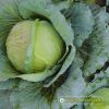 cabbage-f1-blue-rose-346 - ảnh nhỏ 2