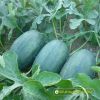 watermelon-f1-queen-56 - ảnh nhỏ  1