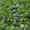watermelon-f1-queen-56 - ảnh nhỏ 2