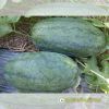 watermelon-f1-queen-56 - ảnh nhỏ 3