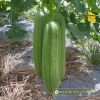 smooth-luffa-f1-tu-hoa - ảnh nhỏ  1
